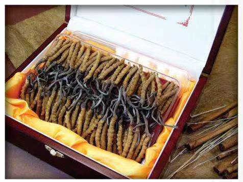 图们冬虫夏草回收